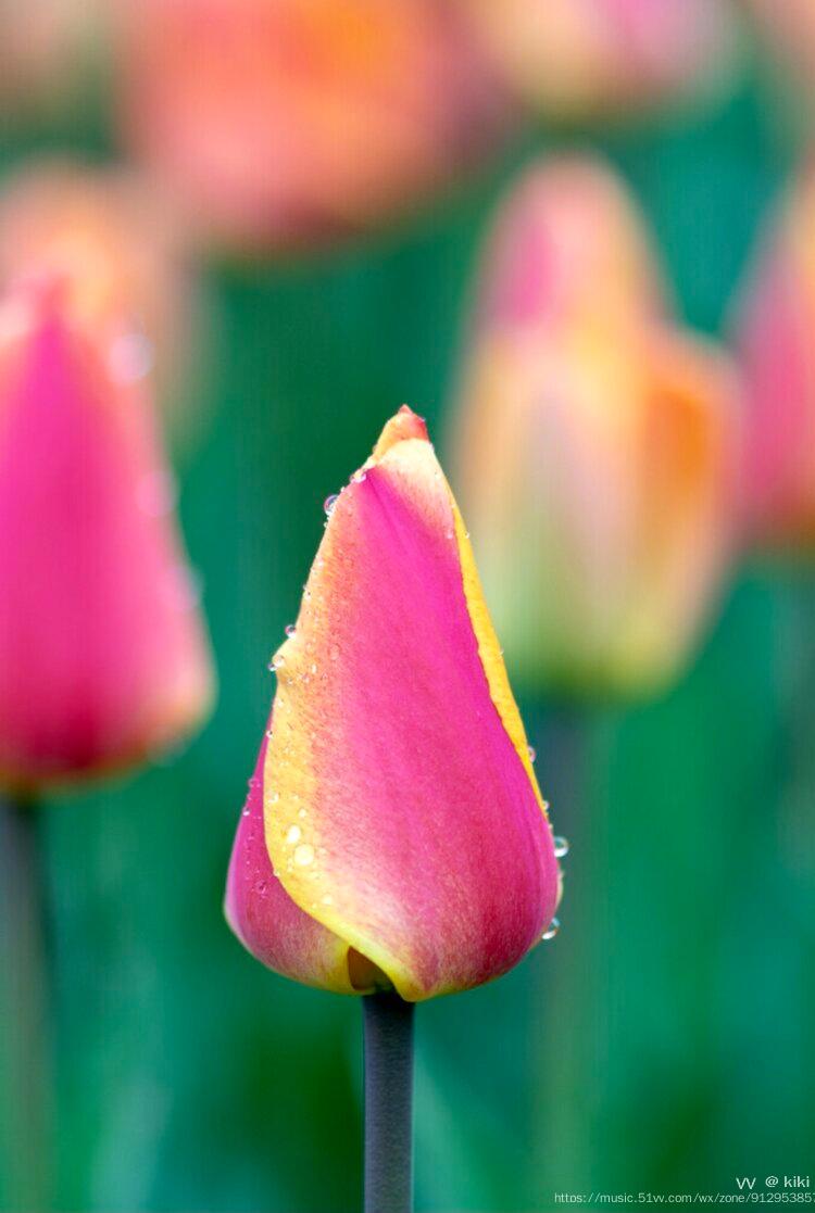 首发微距郁金香花苞