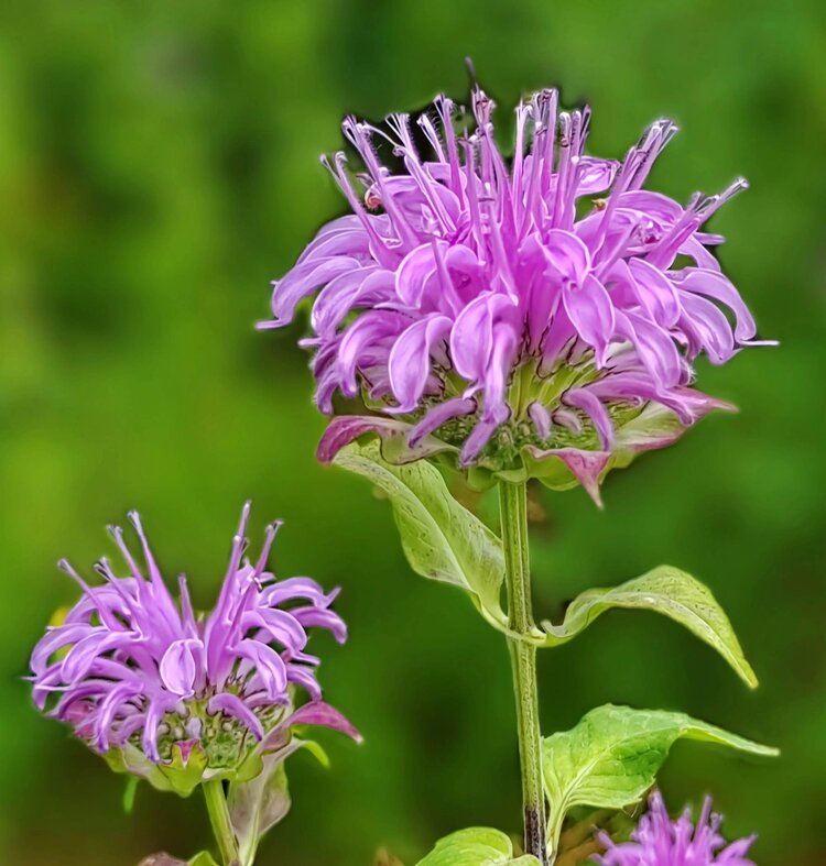 ζ᭄🦋涵钰এ⁵²⁰᭄