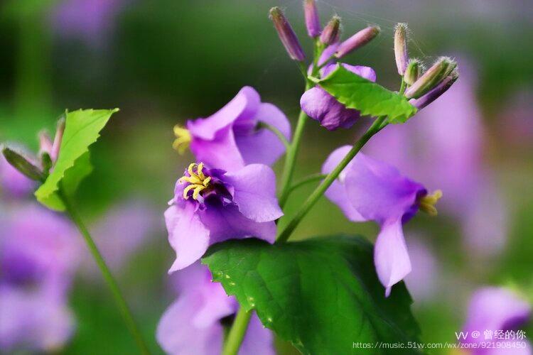 花城广州紫色迷情二月兰