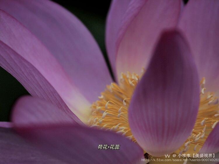 小李李【美摄视界】