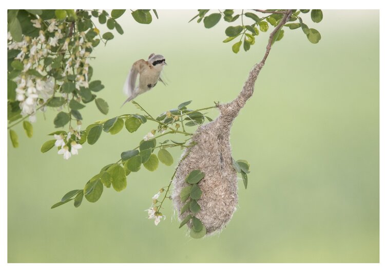 首发中华攀雀筑巢