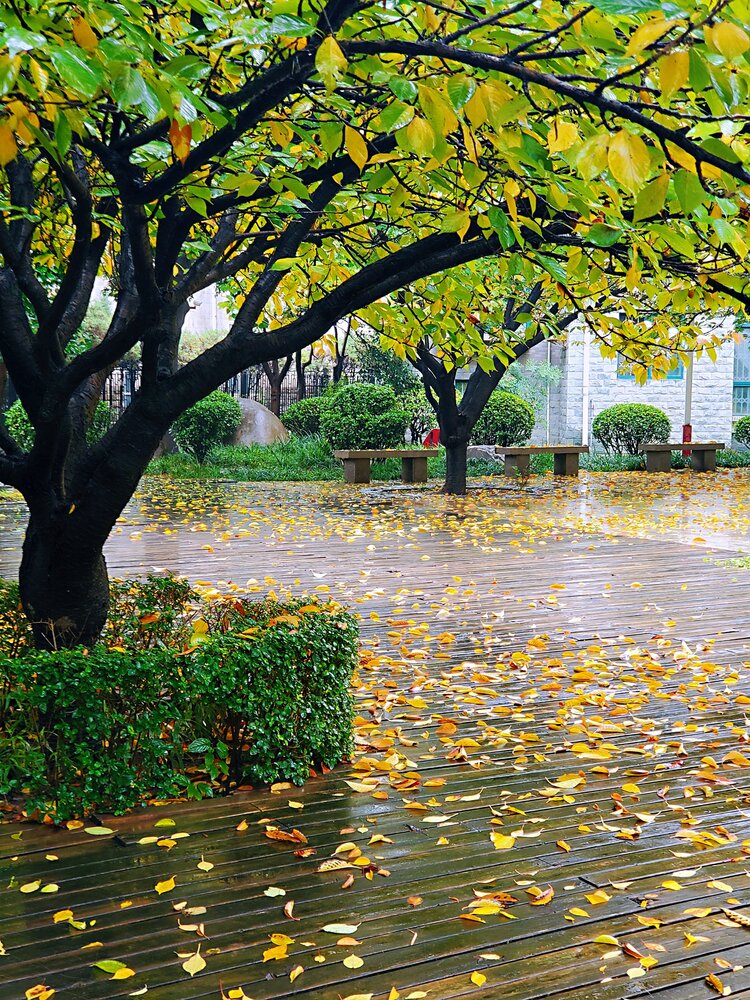 空山新雨后天气晚来秋