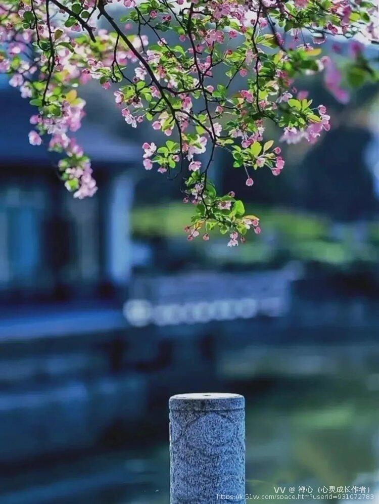 禅心（心灵成长作者）