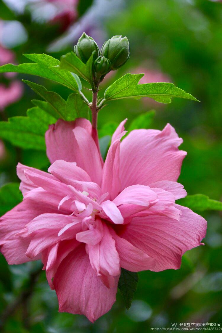 首发牡丹木槿1