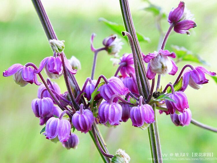 首发毛蕊铁线莲