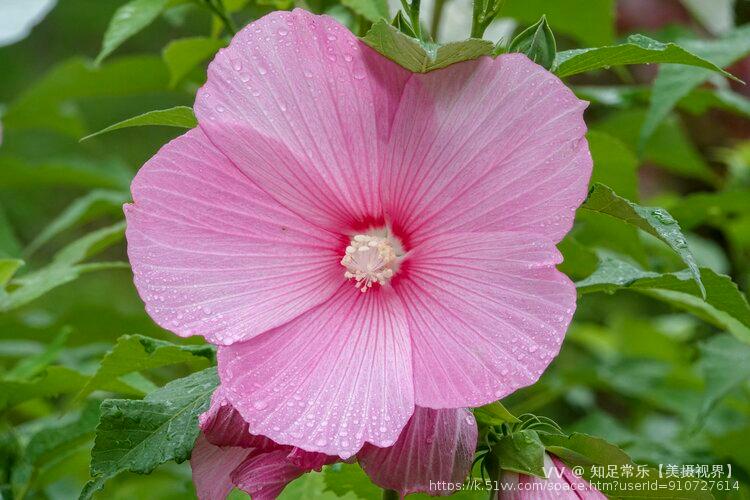 知足常乐【美摄视界】