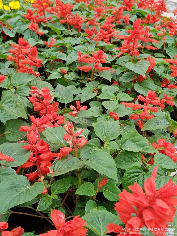 一串红花开红艳艳