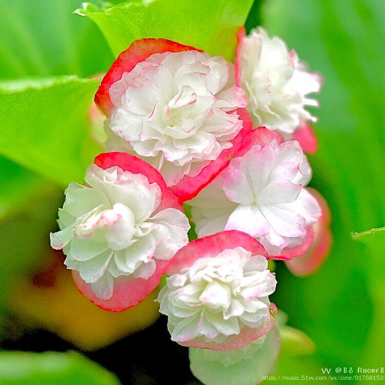 温和快乐之重瓣四季海棠首发