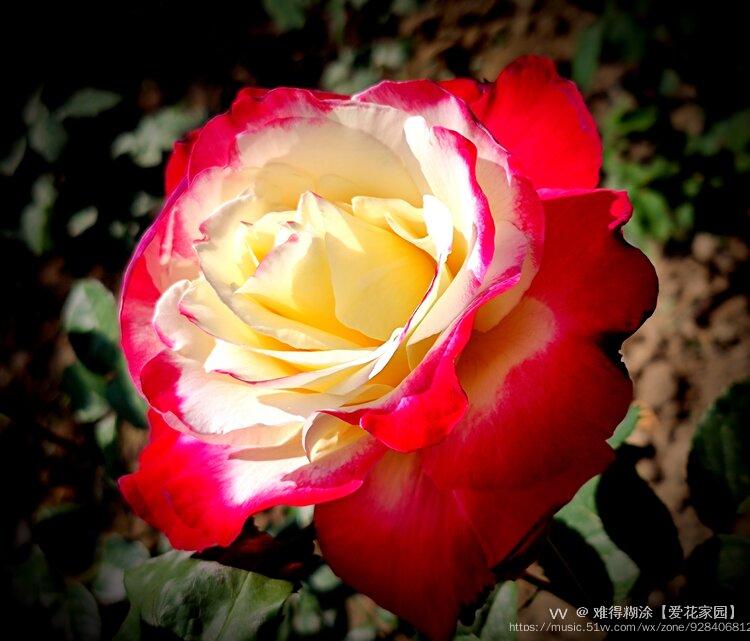 红黄双色月季花vv首发