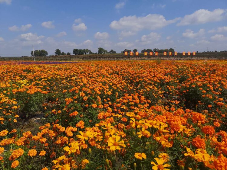 更鲜众客齐聚唱赞歌道情皮影情才艳圪梁梁上手挽手花海深处笑煊烂家乡