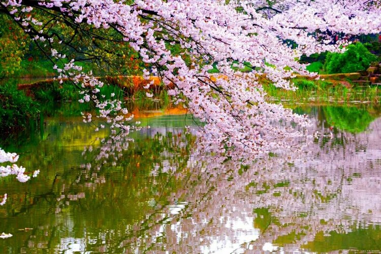 向阳花