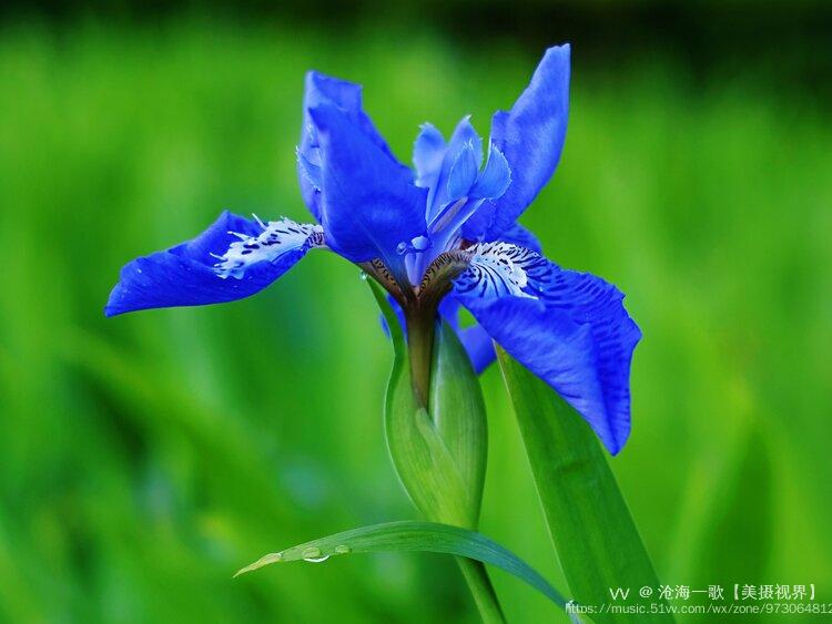 蓝紫色鸢尾花