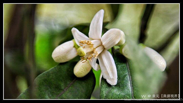 小东大东杼柚其空柚子树开花首发