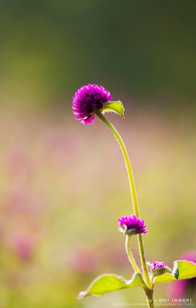 阳光☀️【美摄视界】