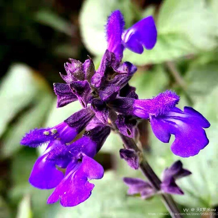 穗状的花朵就像根老鼠的小尾巴,蓝色紫色的小花十分可爱,它的花语是