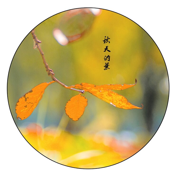 娑婆迷离【文声汇影】