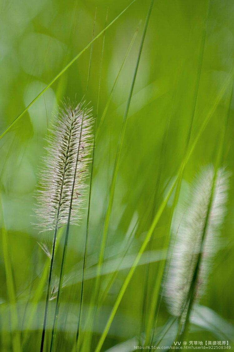 芳草地【美摄视界】