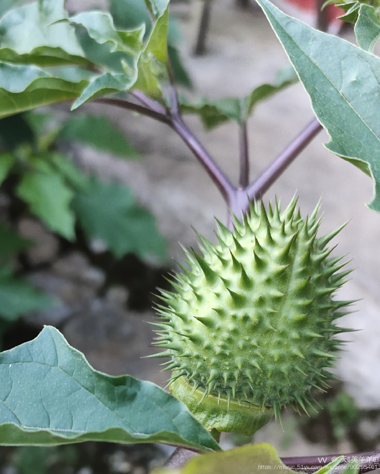 曼陀罗花【首发】