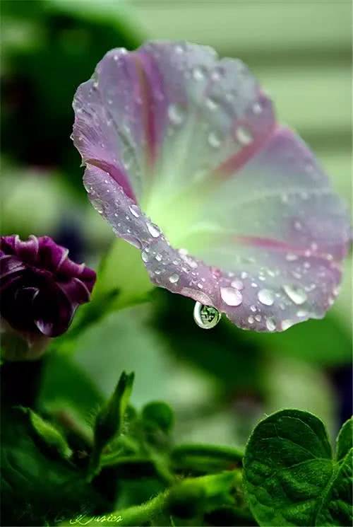 雨后的花朵