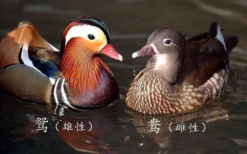 西安玫瑰🍎（爱唱歌）