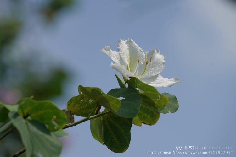 白花洋紫荆花图片