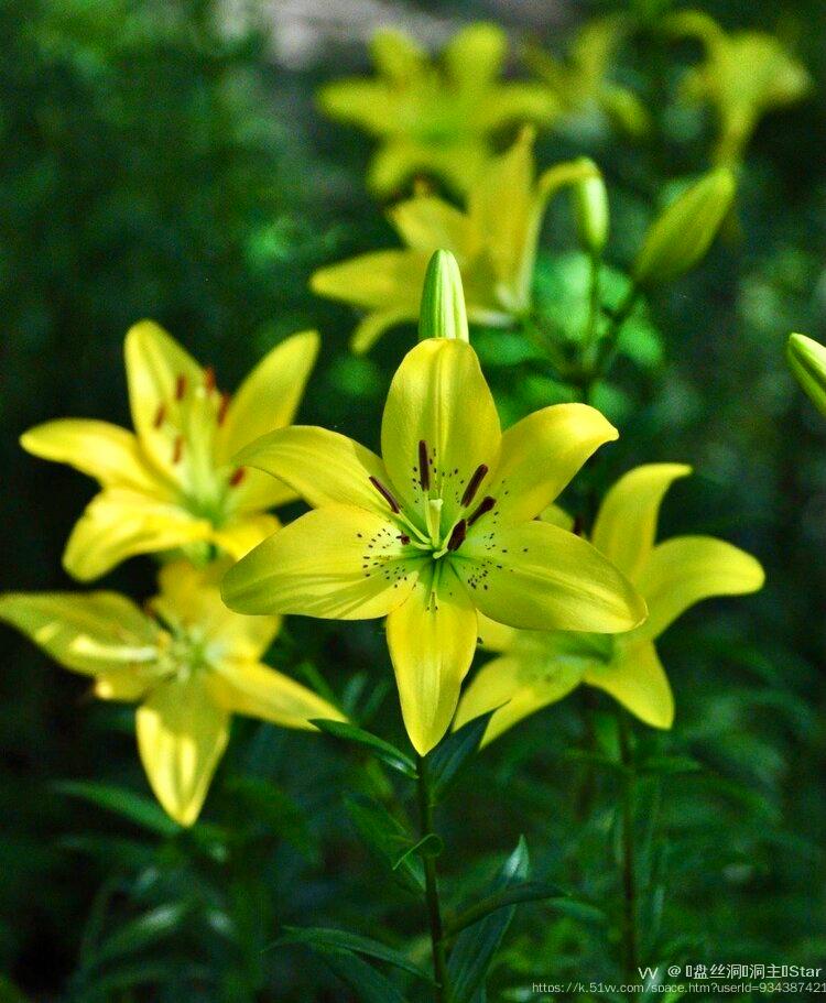 🕸盘丝洞🕷洞主💫Star