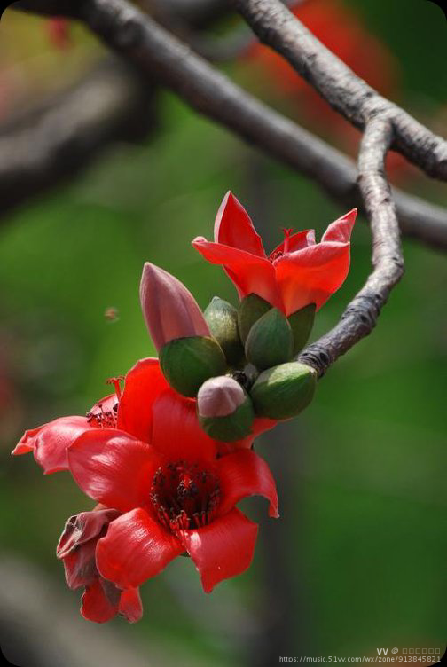 木棉花