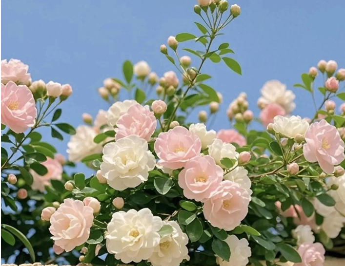 小浅🎤V娱热点