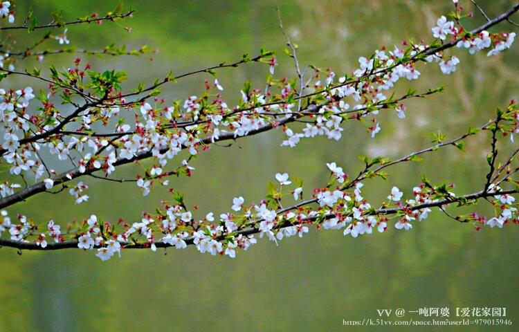 一吨阿婆【爱花家园】