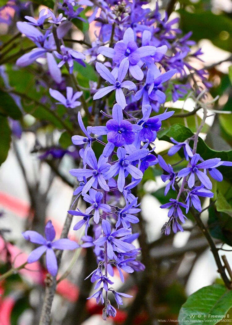 梦幻紫色花藤～浪漫淡雅的蓝花锡叶藤