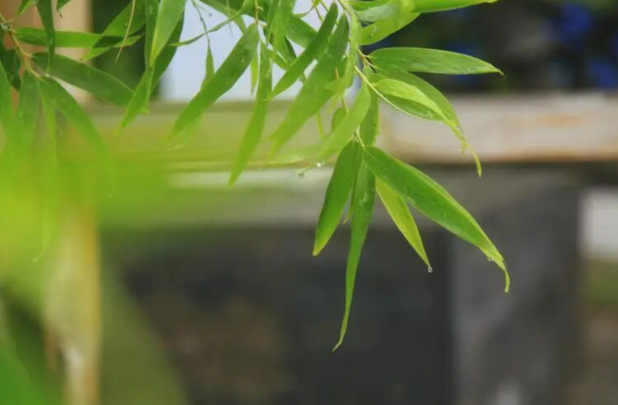 雪儿🎤V娱热点