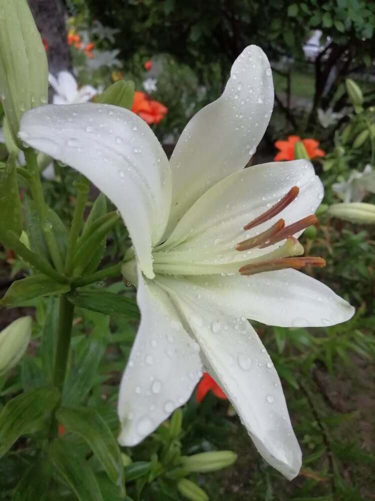 雨中百合