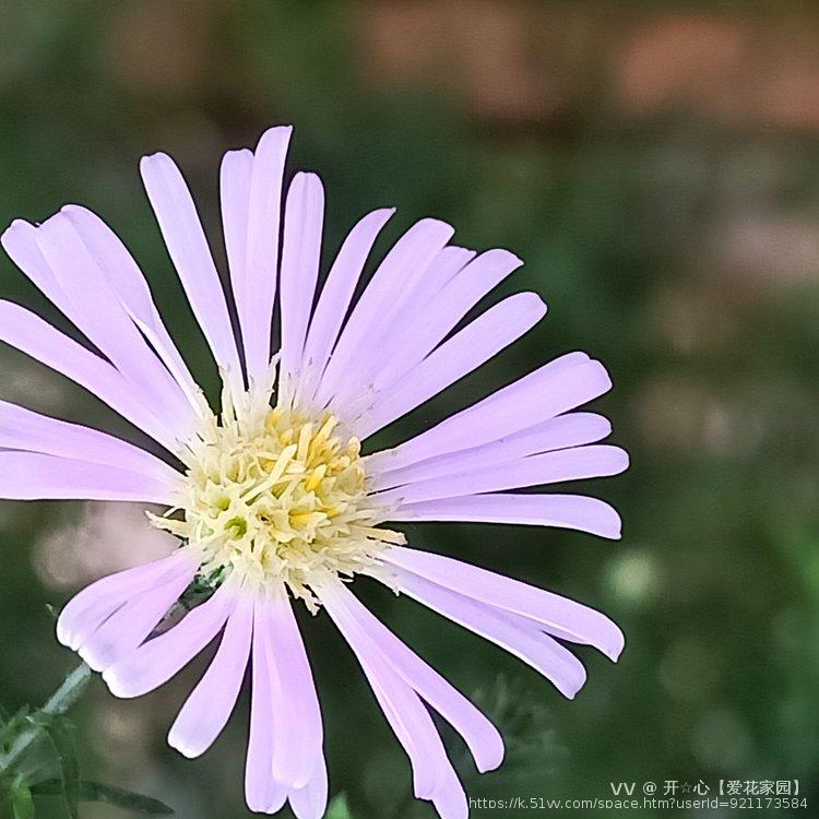 开☆心【爱花家园】