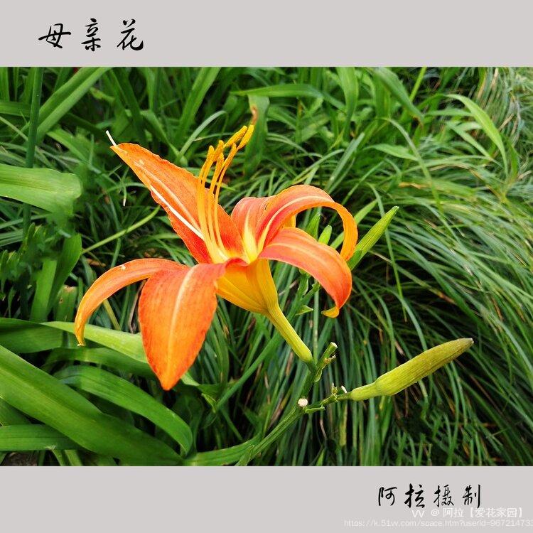 阿拉【爱花家园】