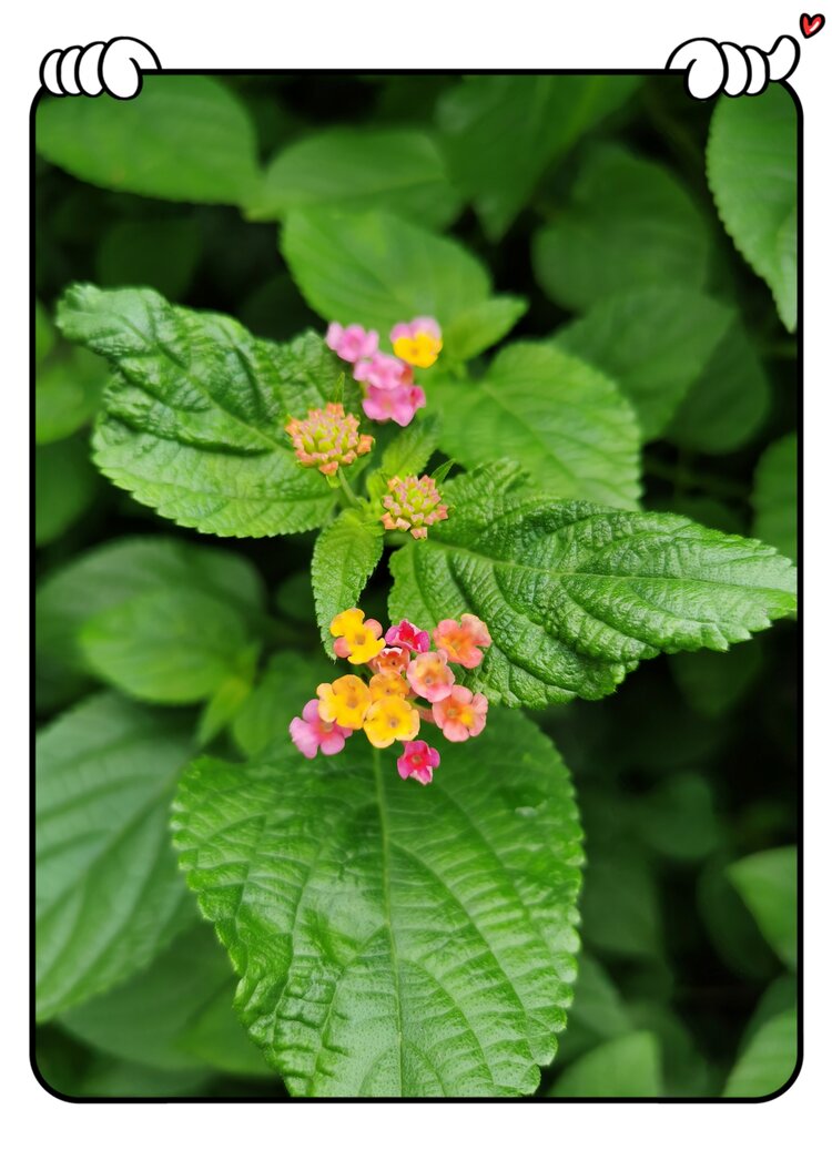 马缨丹花又开首发