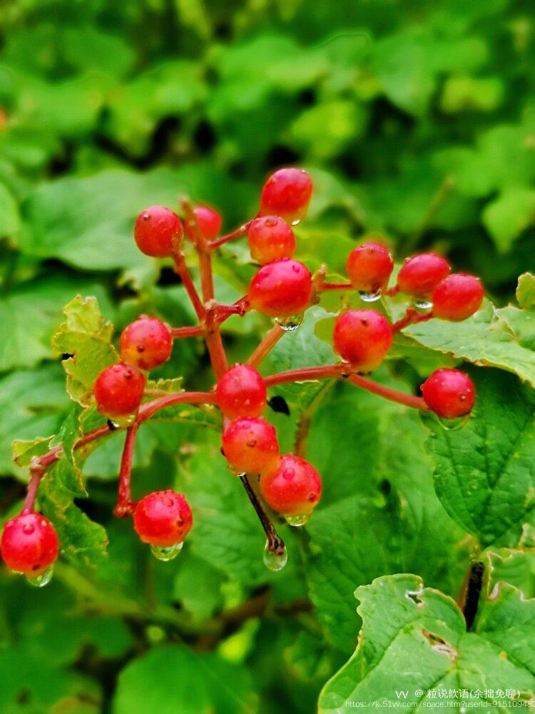 粒说歆语(余拙免聊）