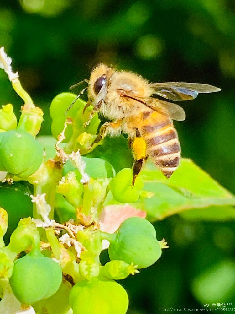 蜜蜂那毛茸茸的身子上面有和老虎一样条纹,金子一样颜色的翅膀好像是