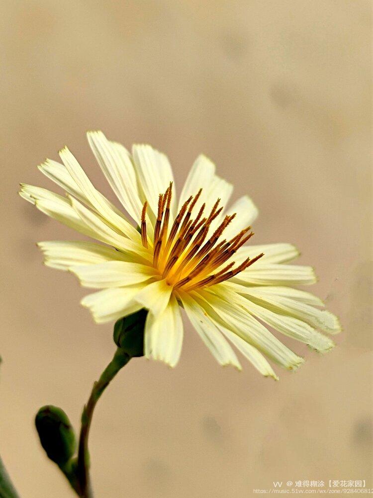 微距苦菊花vv首发