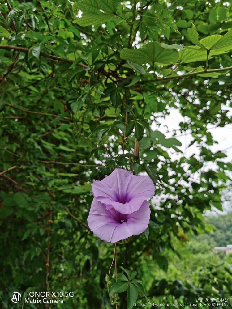 萧锋中醫