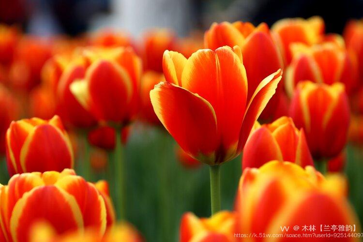 木林【兰亭雅韵】