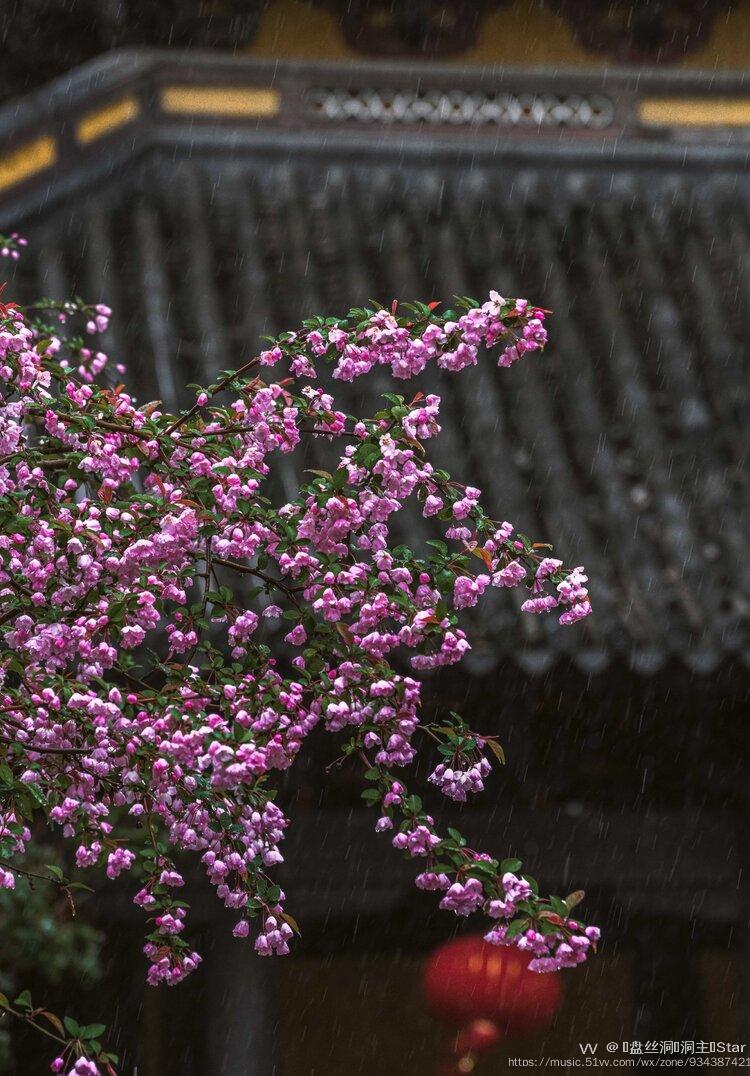 雨中海棠