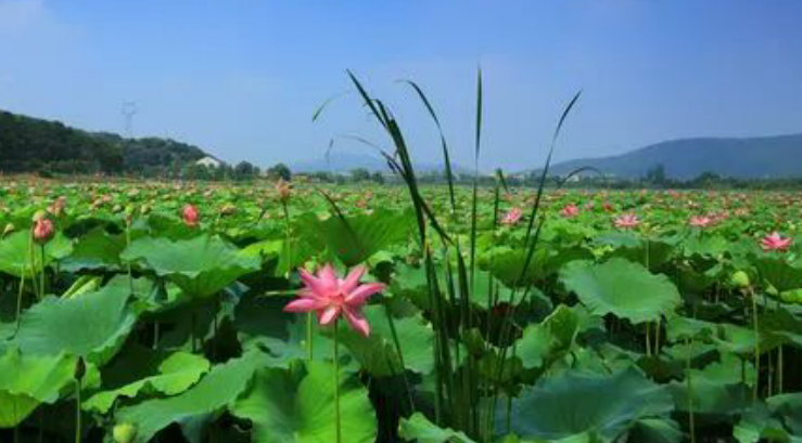 雪儿🎤V娱热点