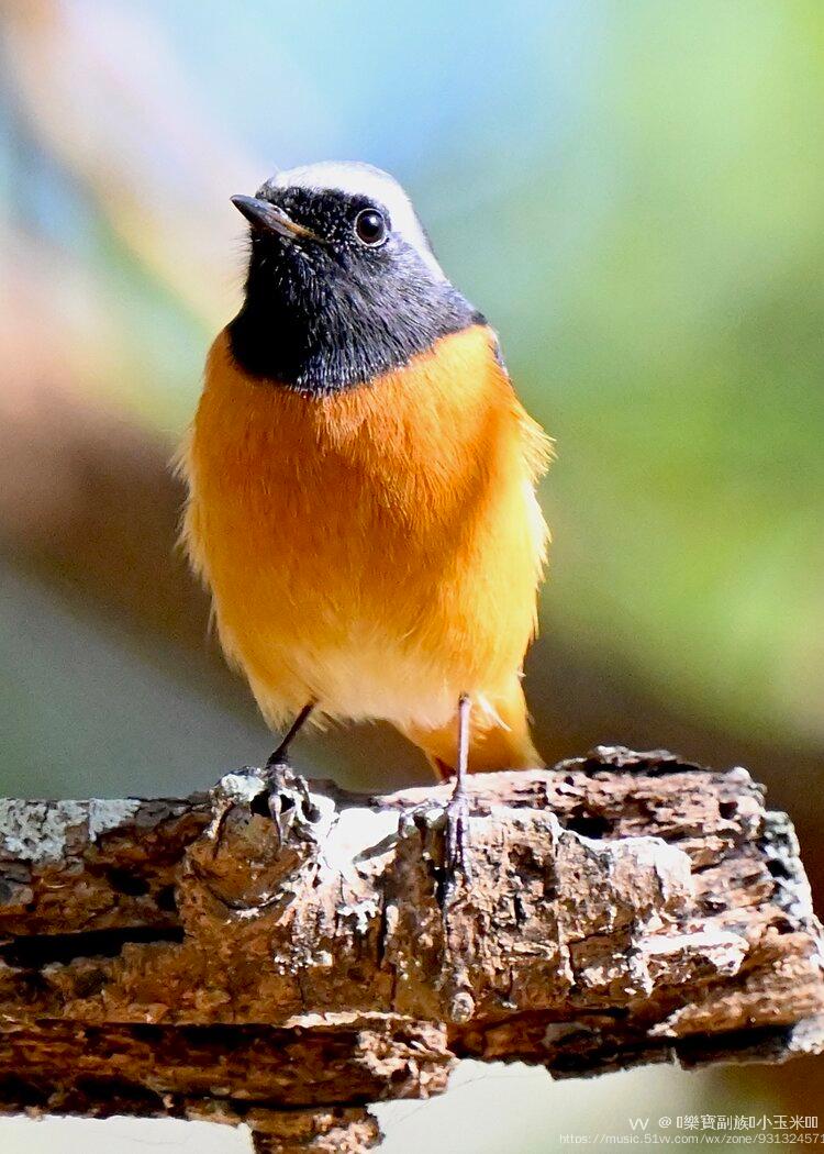 俏丽甜心黄尾鸲