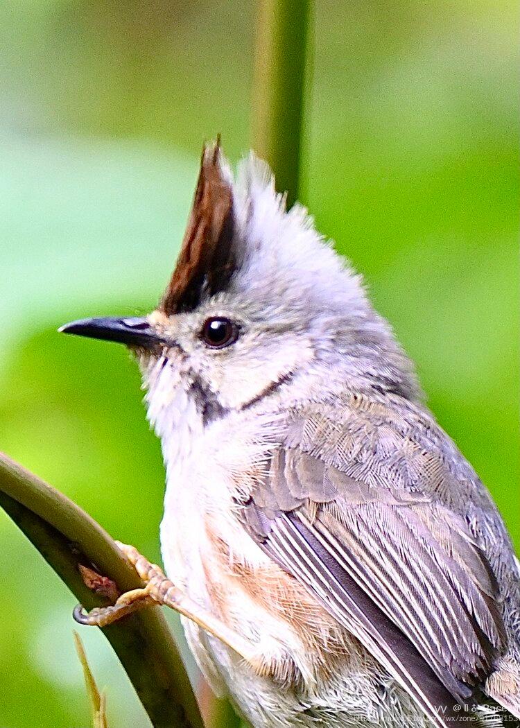 超级小可爱冠羽画眉