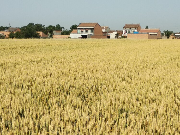 笑脸道旁绿树红屋顶麦田展至平原的远方拱卫在村庄周围变成金色的麦浪