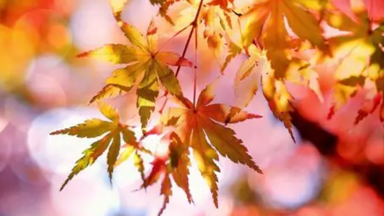 雪儿🎤V娱热点