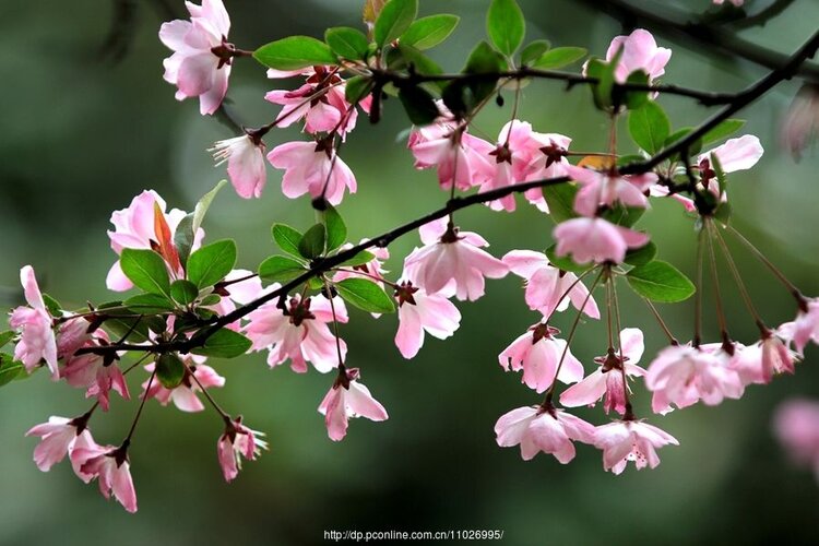 《海棠花祭》作者:邓颖超诵读:高  丽春天到了,西花厅的海棠花又盛开