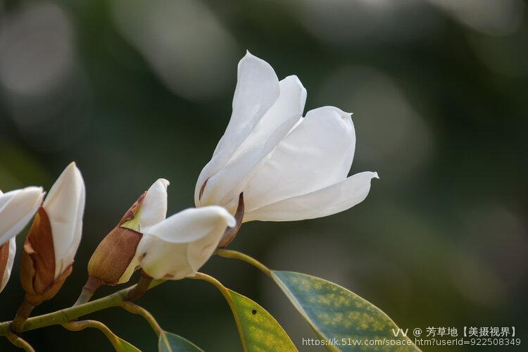 芳草地【美摄视界】