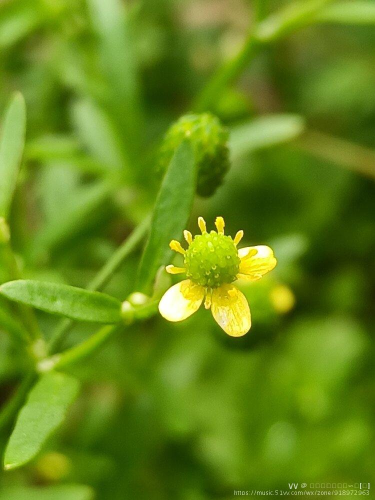 首发寻美石龙芮