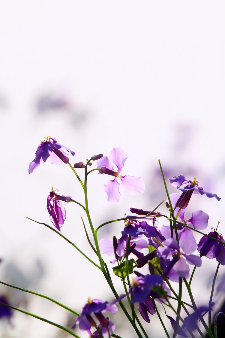 明森（美摄视界）